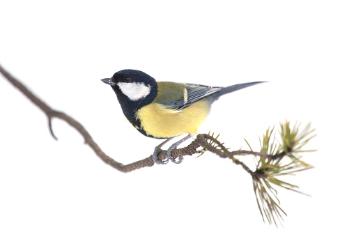 Profile of a Great Tit, Parus major, perched on a lichen-encrusted pine twig, isolated on white