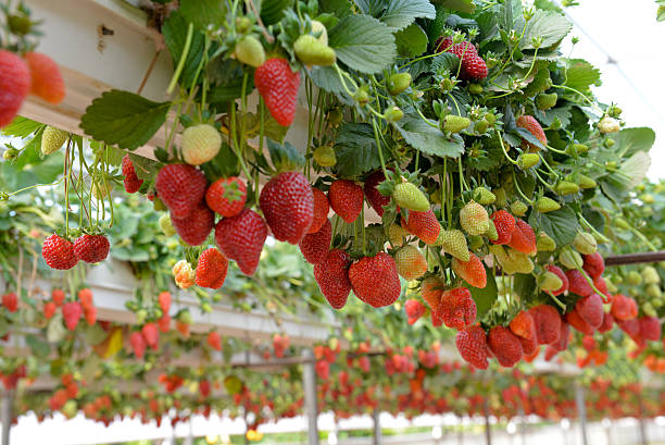morangal - strawberry plant imagens e fotografias de stock