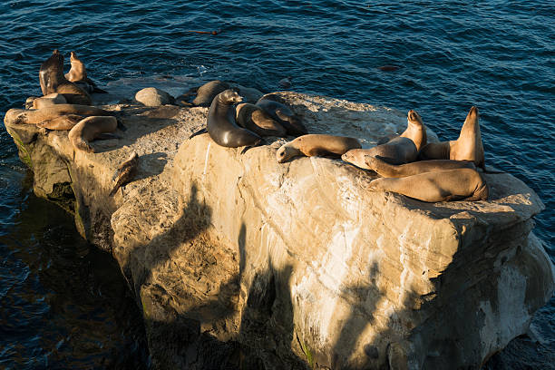 istock Sea Lion Rock 507283188