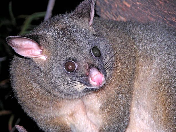 possum possum spotted at night tour possum nz stock pictures, royalty-free photos & images