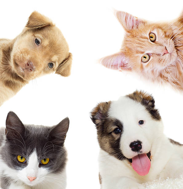 istock Puppy and kitten peering 507283296