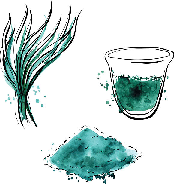 ilustrações, clipart, desenhos animados e ícones de desenho em aquarela de espirulina - spirulina bacterium seaweed food clipping path