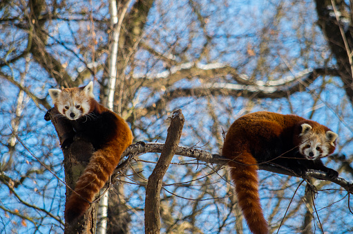 Male and female red panda on a branch