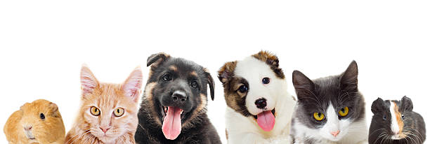 istock Puppy and kitten peering 507284986