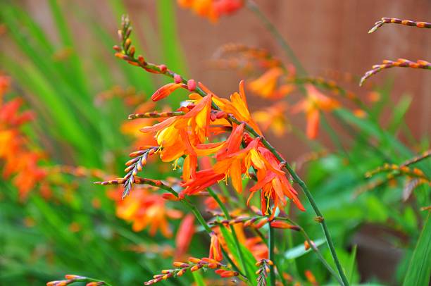 istock Crocosmia 'Rowallane Orange' 507285354