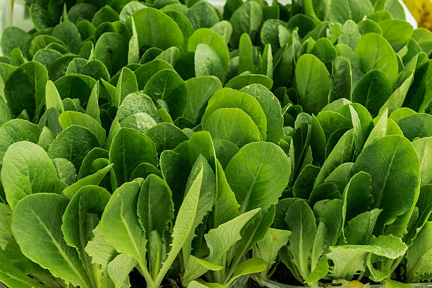 semi di spinaci, bellissimo pianta di insalate - plant spinach foto e immagini stock