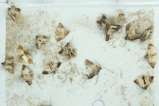 Flour moths - Ephestia kuehniella - on a moth trap