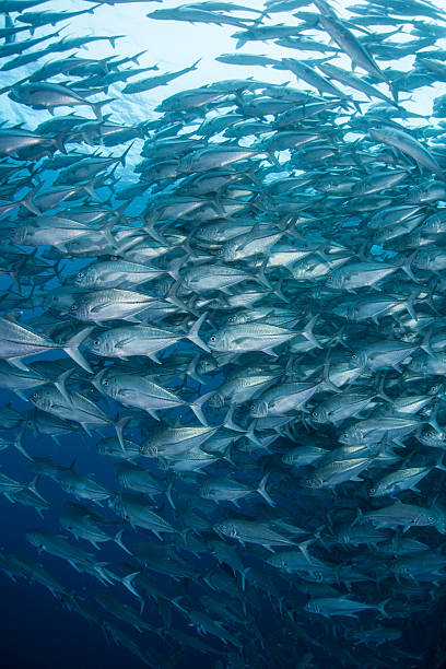 istock School of Jacks in Blue Water 507286184