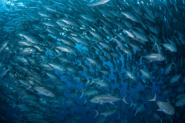 istock School of Jacks in Deep Blue Ocean 507286196