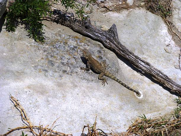 Free picture: lizard, coorong