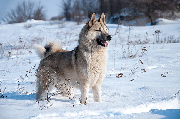 der hund im winter wald - snow dog walking running stock-fotos und bilder