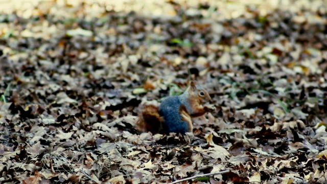 Squirrel - Feeding - Stock Video