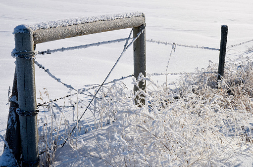An image of a barbwire fence covered in winter frost.