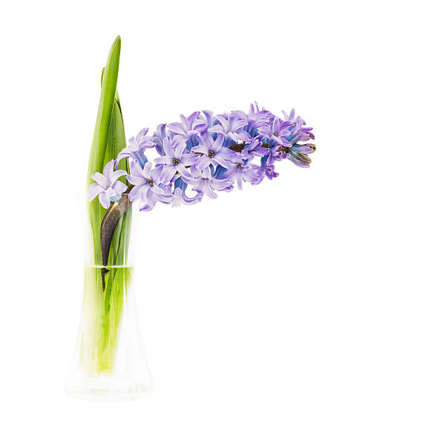 istock Single purple hyacinth in vase, isolated over white  background 507292138