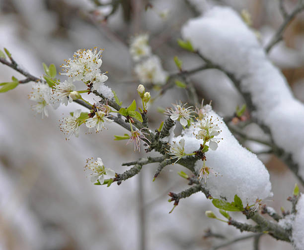 istock Plum Blossoms in the Snow 507292378