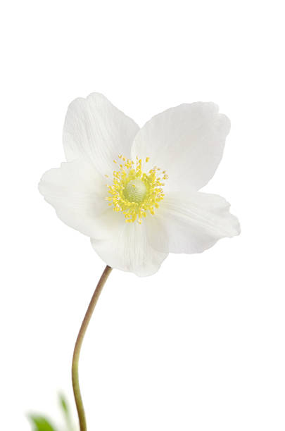 istock Beautiful white anemone over the white 507293322