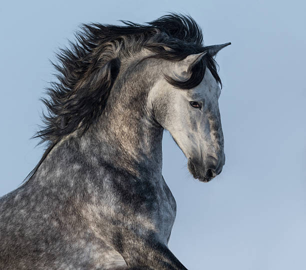 istock Dapple-grey Spanish horse - portrait in motion 507294038