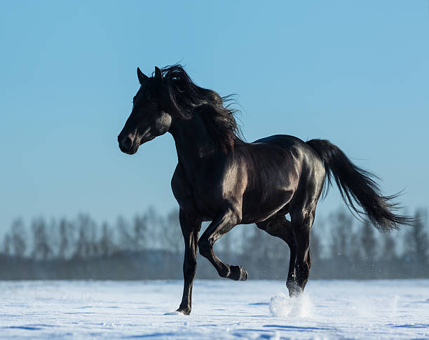чистопородные испанский черный жеребец рысистые бега на снегу луг - winter snow livestock horse стоковые фото и изображения