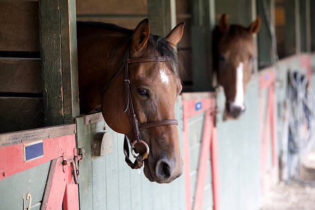 istock Tacked horse in stall 507294624