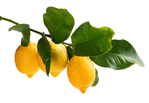 Yellow lemon on the tree