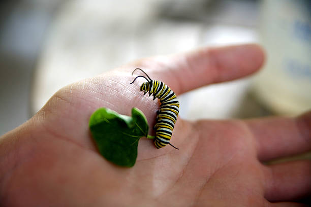 istock Monarch Caterpillar (larva) in a hand eating milkweed 507296738
