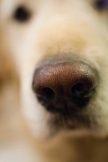 istock Golden retriever nose 507297042