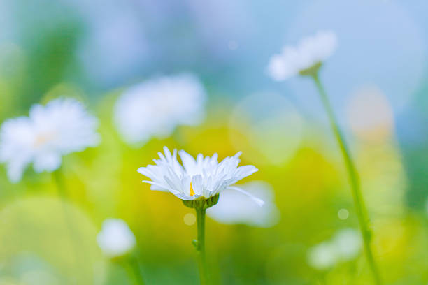 istock Daisy flowers in the field 507297560