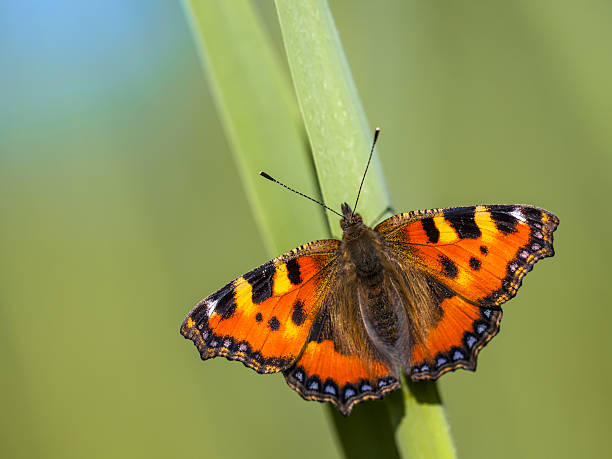 Small tortoiseshell Small tortoiseshell (Aglais urticae) perched on a leaf with green and blue background tortoiseshell cat stock pictures, royalty-free photos & images