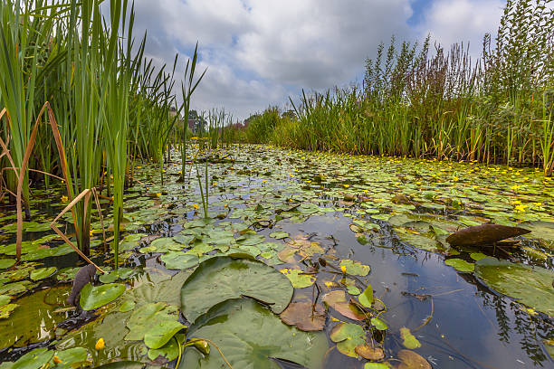 floating water vegetation Dense floating water vegetation of Fringed Water-lily (Nymphoides peltata) in an urban area in the Netherlands peltata stock pictures, royalty-free photos & images