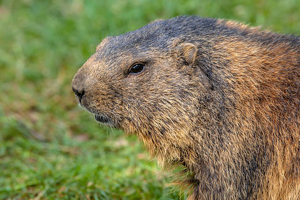 istock Alpine marmot portrait 507298506