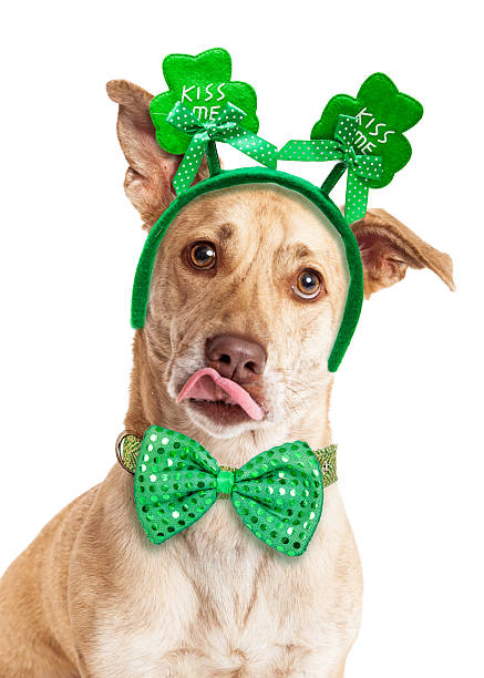 istock Funny Kissing St. Patrick's Day Dog 507299020