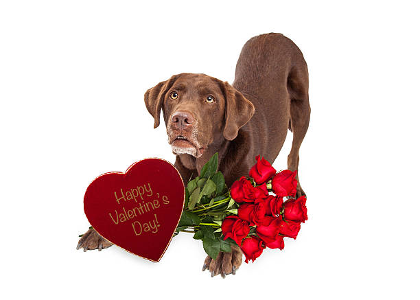 istock Chocolate Valentine's Day Gift Delivery Dog 507299038