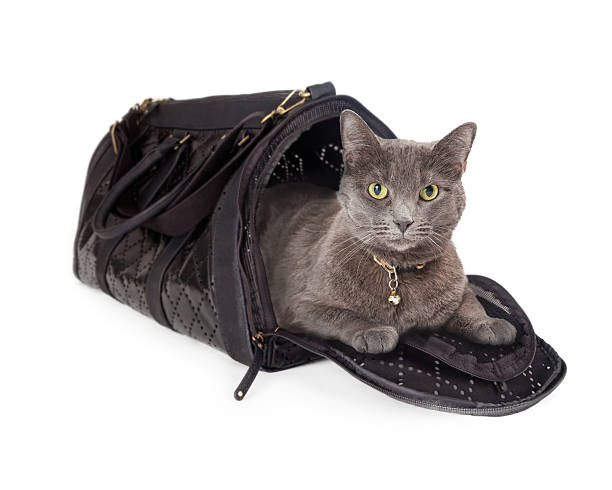 istock Cat in Travel Carrier 507299058