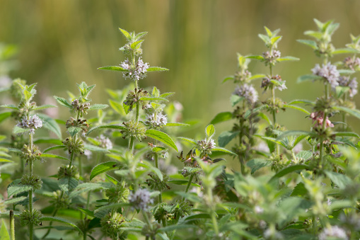 A wild mint plant flowering in the family Lamiaceae