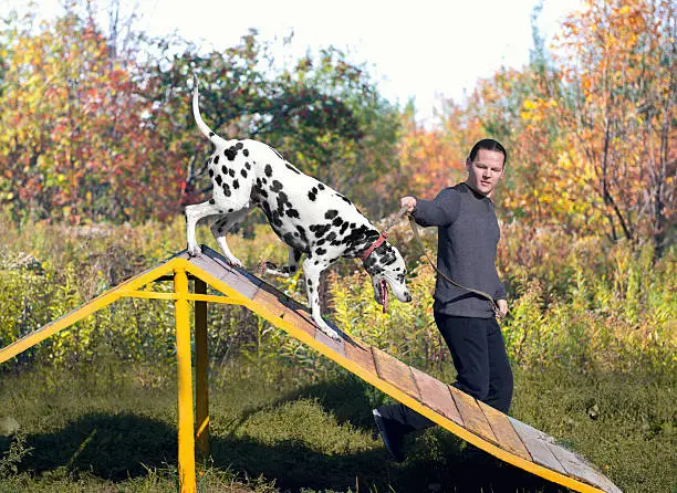 Photo of Dalmatian dog in nature