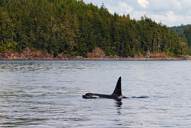 istock Killer Whale along British Columbia Coast 507299982