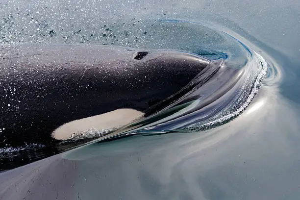 Killer Whale (Orca) 