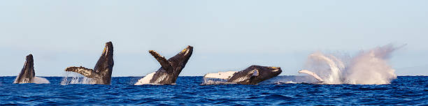 Humpback Whale Breaching Sequence Humpback Whale Breaching , Series of Photos   animals breaching photos stock pictures, royalty-free photos & images
