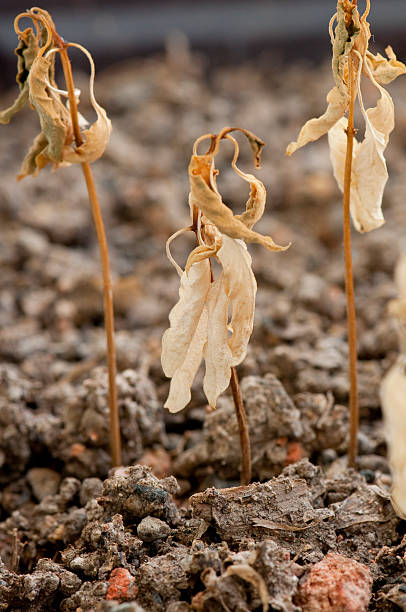 istock Dried plants on the ground 507302644