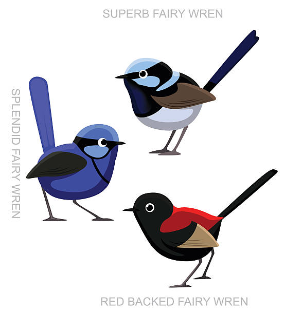 ilustraciones, imágenes clip art, dibujos animados e iconos de stock de pájaro de historieta malurus leucopterus de ilustración de vectores - wren