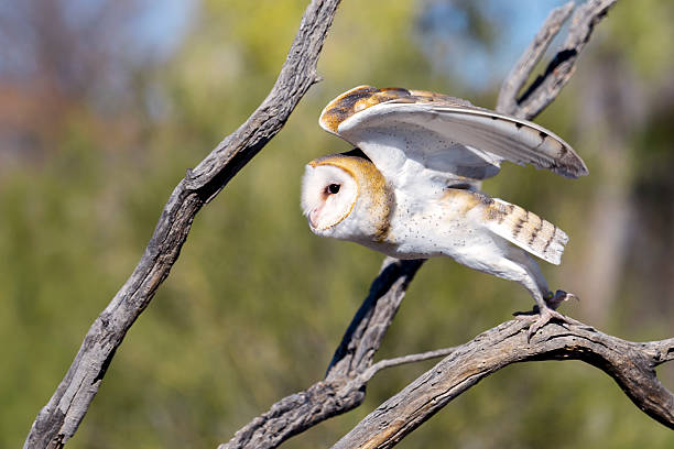 バーンミミズク離陸する - action alertness animal bird ストックフォトと画像