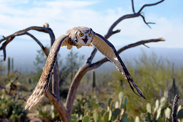 素晴らしいミミズク - great horned owl cactus owl flying ストックフォトと画像