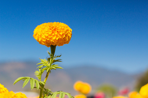 Marigold with blue sky.