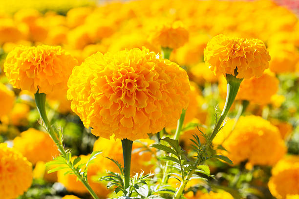 Marigolds Marigolds yellow marigold stock pictures, royalty-free photos & images