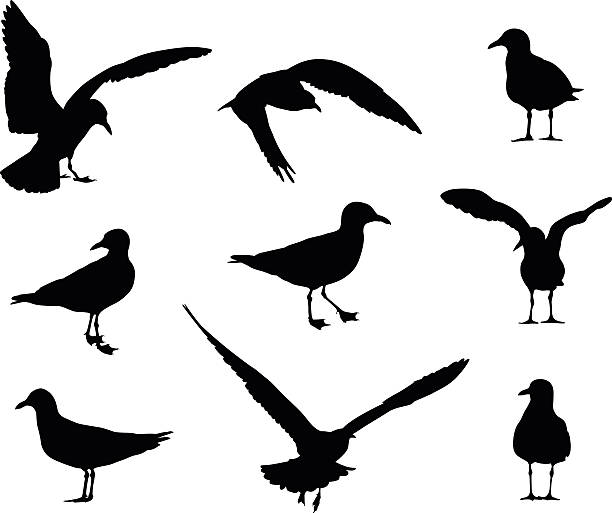 ilustrações de stock, clip art, desenhos animados e ícones de gaivota silhuetas - webbed foot