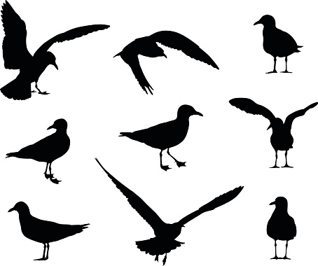 A vector silhouette illustration of multiple images of seaguls standing, walking, flying, and preparing to fly.