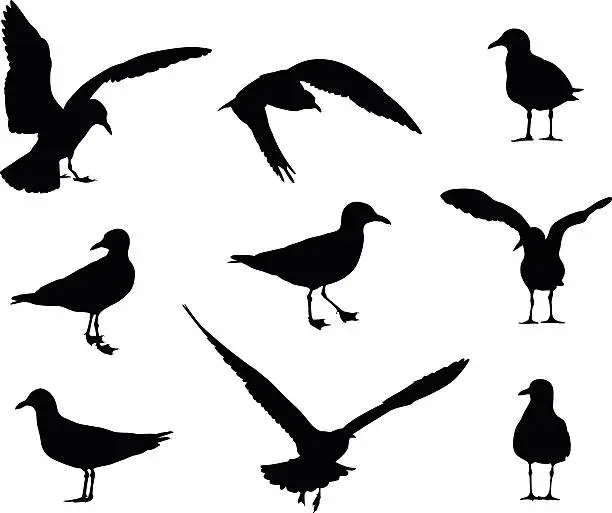 Vector illustration of Seagull Silhouettes