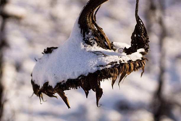 istock Sunflower in the snow 507306894