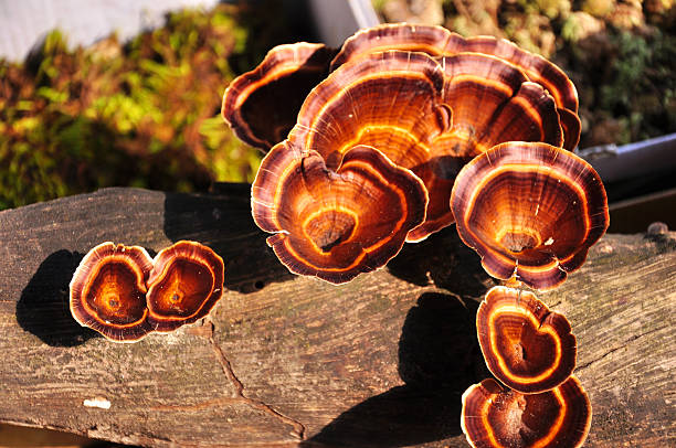 istock Ganoderma Lucidum - Ling Zhi Mushroom,herb mushroom 507308302