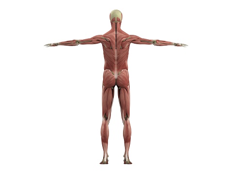 Full Body Front View Diagram of Male Muscular System Isolated on a White Background with Text Labeling, 3D Rendering